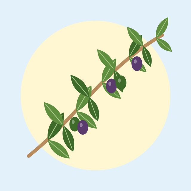 Yapraklarıyla birlikte zeytin dalı